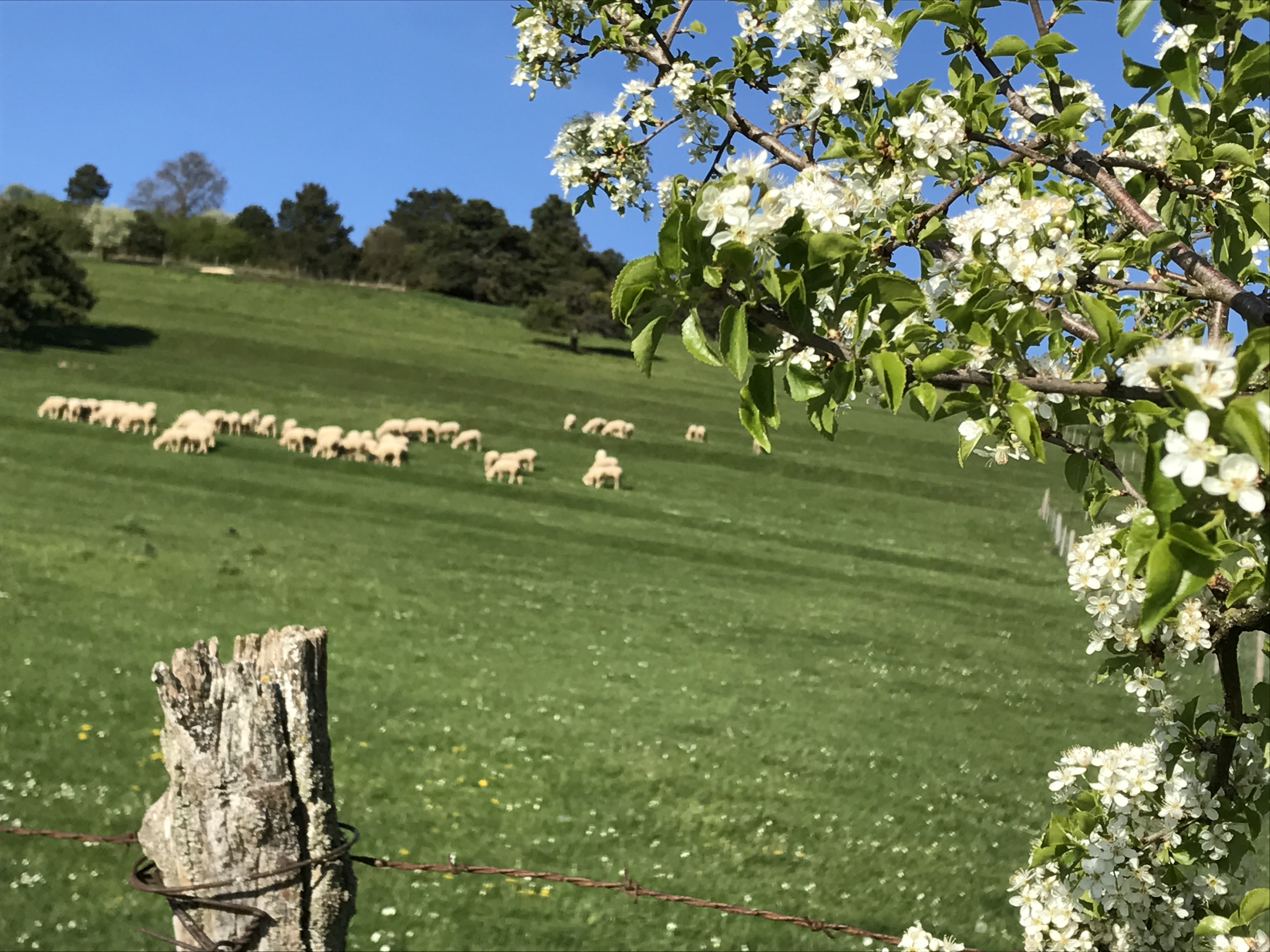 Elevage de moutons